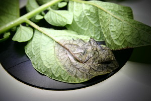 Cover photo for Pest News: Potato Late Blight Alert