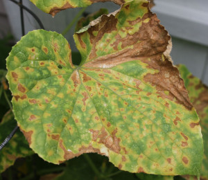 Cover photo for Cucurbit Downy Mildew Moves Towards Western North Carolina