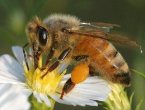 honey bee on flower