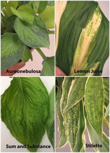 Cover photo for Hosta Virus X: Multiple Detections in NC