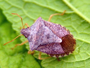 Cover photo for Manage Bollworm First, but Don't Forget Stink Bugs and Plant Bugs