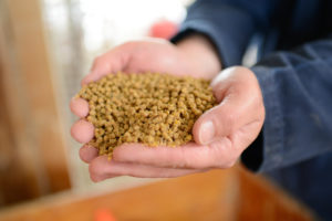animal feed held in cupped hands