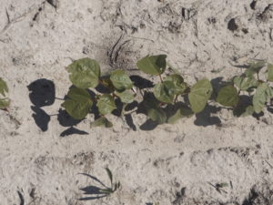 Cover photo for To Mix or Not to Mix…..Herbicides and Acephate