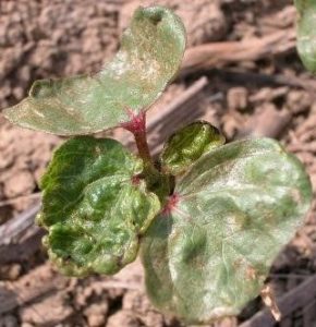 Cover photo for Should You Spray for Cotton Thrips?