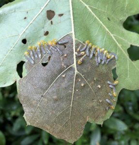 sawfly larvae on a leaf