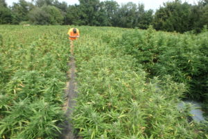 researcher in hemp field