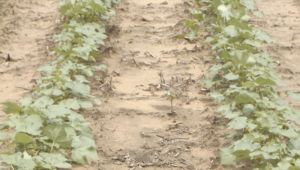 Volunteer cotton from the previous year growing between cotton rows.