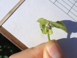 Cover photo for Insecticide Recommendations for Tarnished Plant Bug