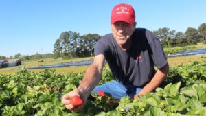 Cover photo for From the Vine:  Great Time to Plant Strawberries