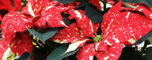 Cover photo for Extension Master Gardener Christmas Plant Sale