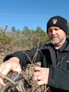 Cover photo for From the Vine - Winter Pruning