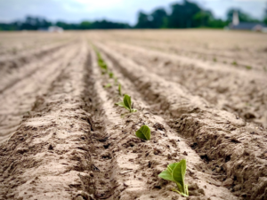 Cover photo for Tobacco, Thrips, and Tomato Spotted Wilt