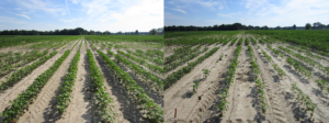 Cover photo for Consider Planting Conditions When Choosing Preemergence Herbicides