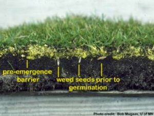 Cover photo for From the Vine: Fall Weed Program