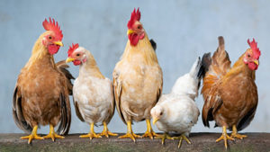 Five chickens of different breeds standing side by side