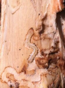 Cover photo for *NEW* Fact Sheet: Emerald Ash Borer