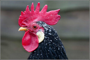 Cover photo for Protecting Your Backyard Flock From Disease Through Biosecurity