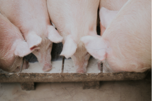 Cover photo for Animal Waste Operator Continuing Education Credits to Be Offered in Sampson