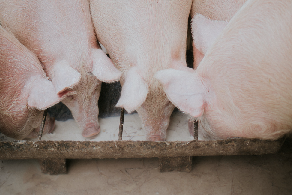 Reducing Summer Heat Stress on Hogs | North Carolina Cooperative Extension
