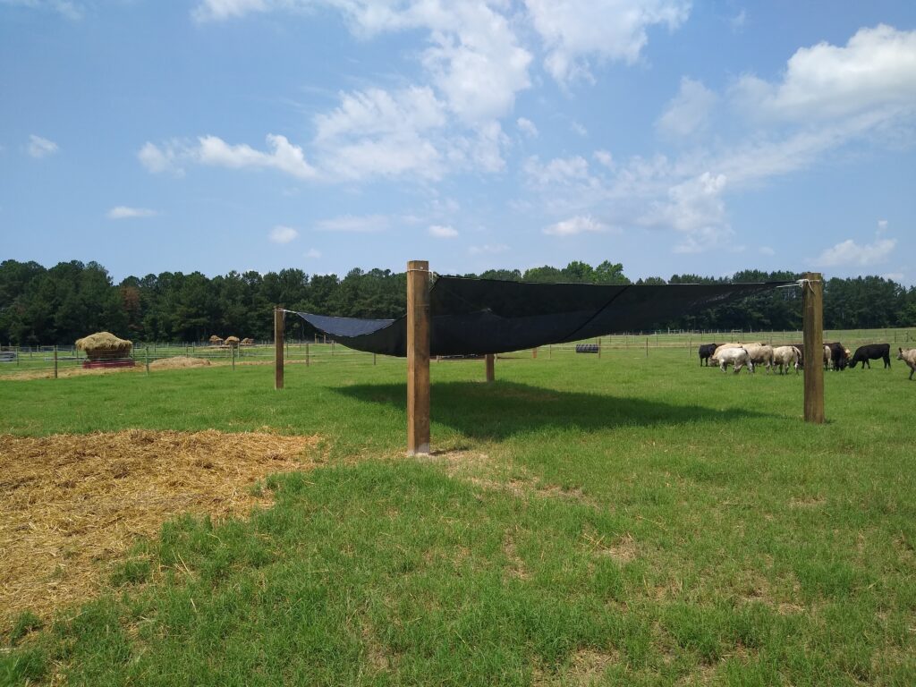 Livestock and shade