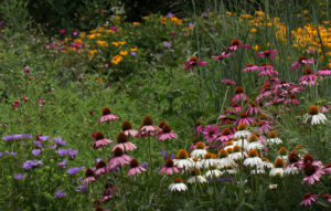 Cover photo for Enjoy a Virtual Tour of the Pollinator Paradise Garden From May and June!