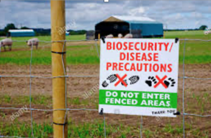 Cover photo for Biosecurity: Steps to Keeping Your Livestock Healthy