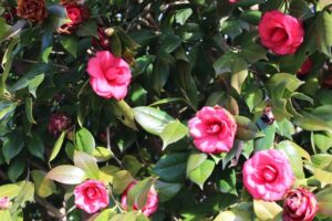 Camellia japonica