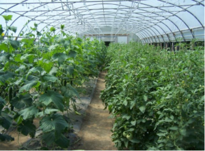 High tunnel farming