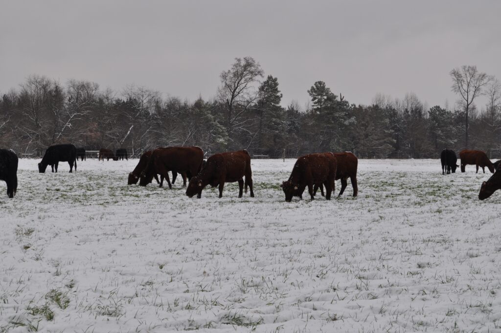 Livestock and Cold Weather