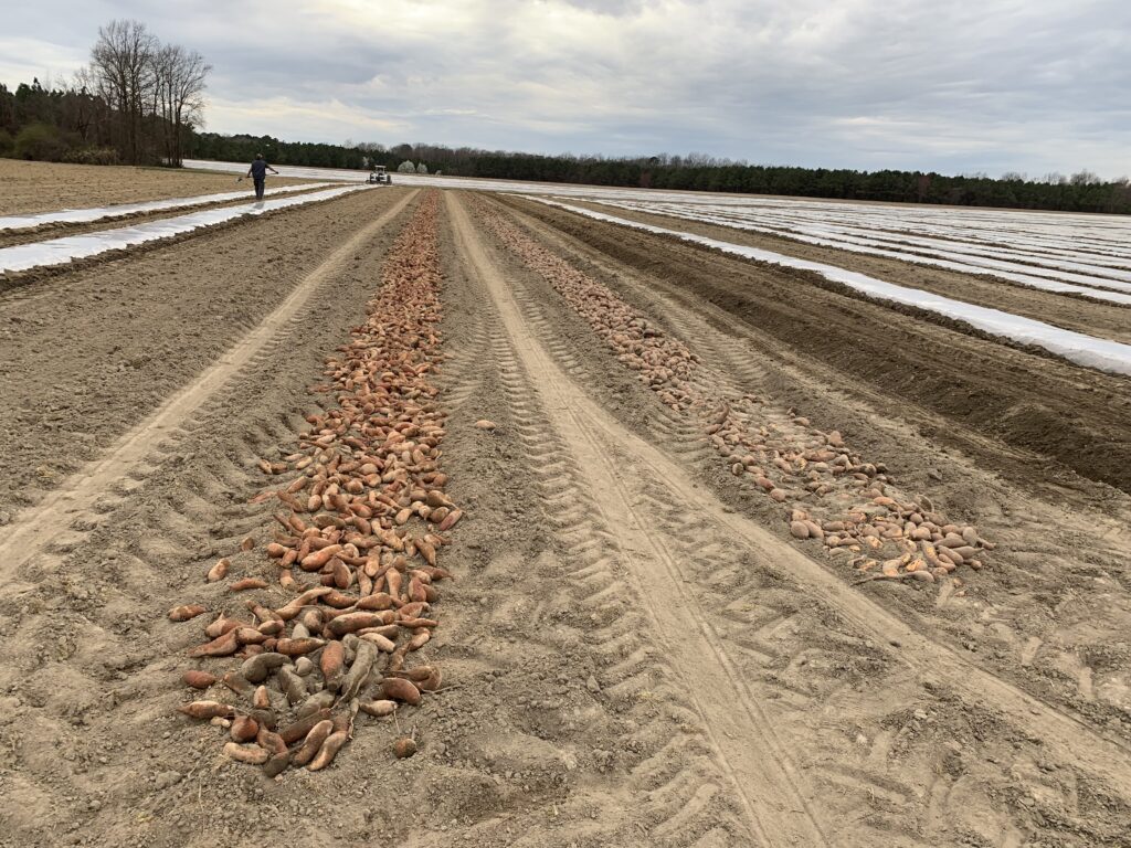 seed potatoes