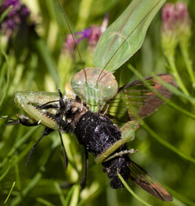 Cover photo for Challenging the Conventional Wisdom About Praying Mantids