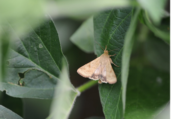 Corn earworm moth