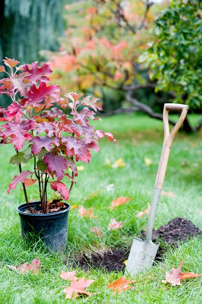 planting oak tree