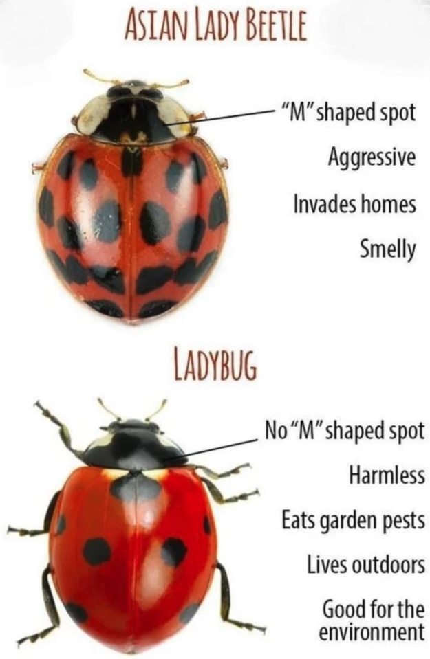 Lady Beetles in the Landscape  NC State Extension Publications