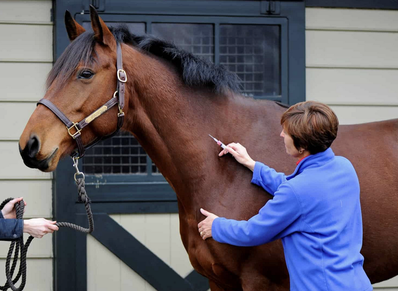 equine vaccines