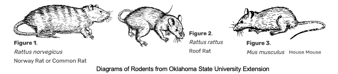 rodents