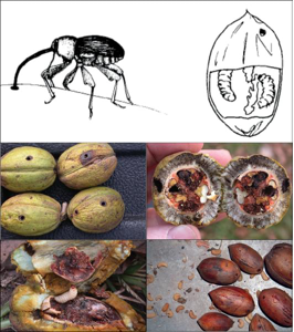 weevils and pecans
