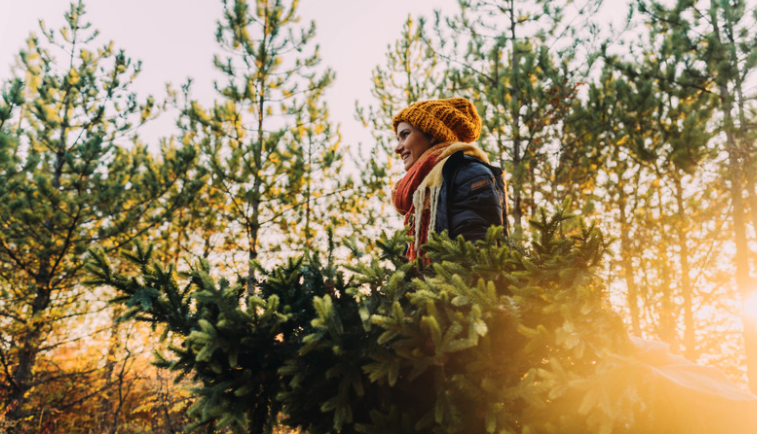 A girl in hat and scarf holding a cut Christmas tree