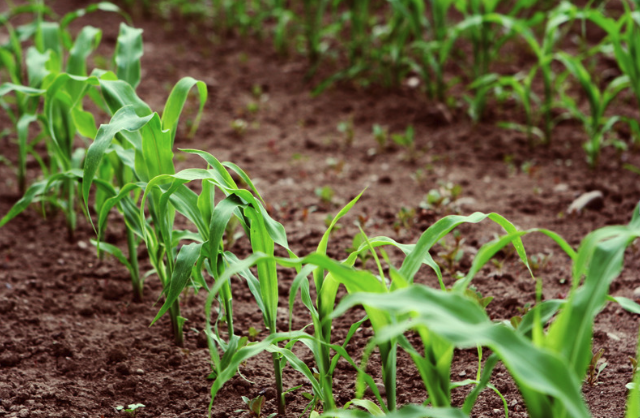 corn plants