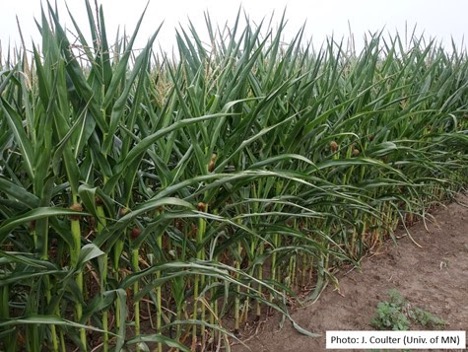 Dry corn field