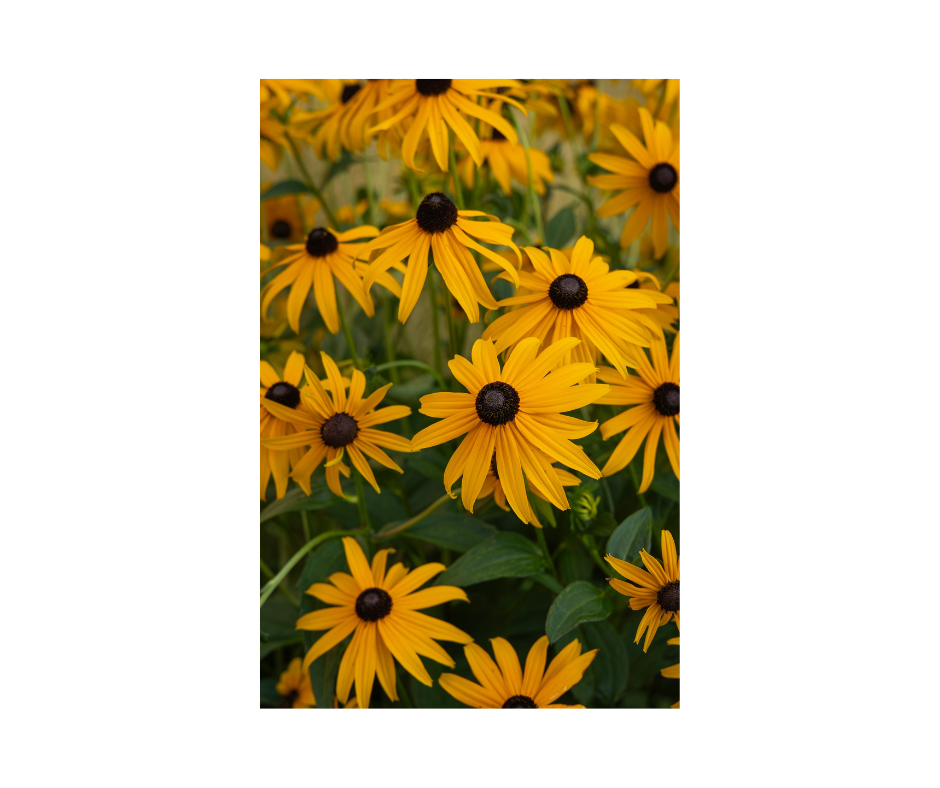 Black-eyed Susans