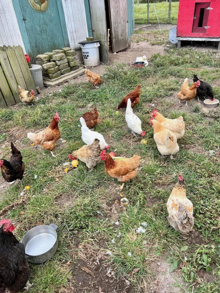 backyard chickens