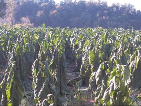 Water damaged crops