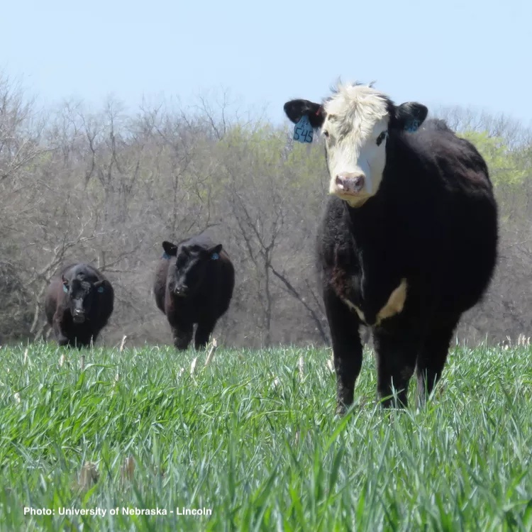 cattle grazing rye