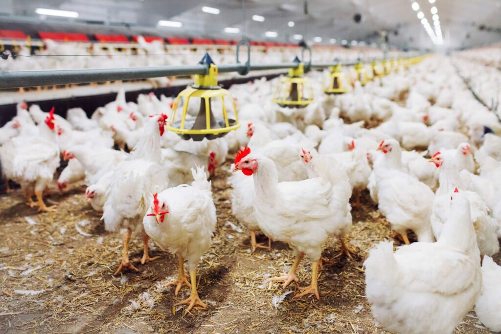 chickens in chicken house