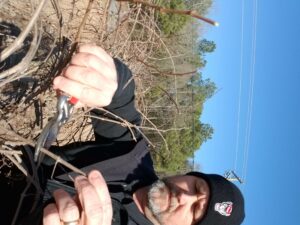 Brad Hardison pruning grapes