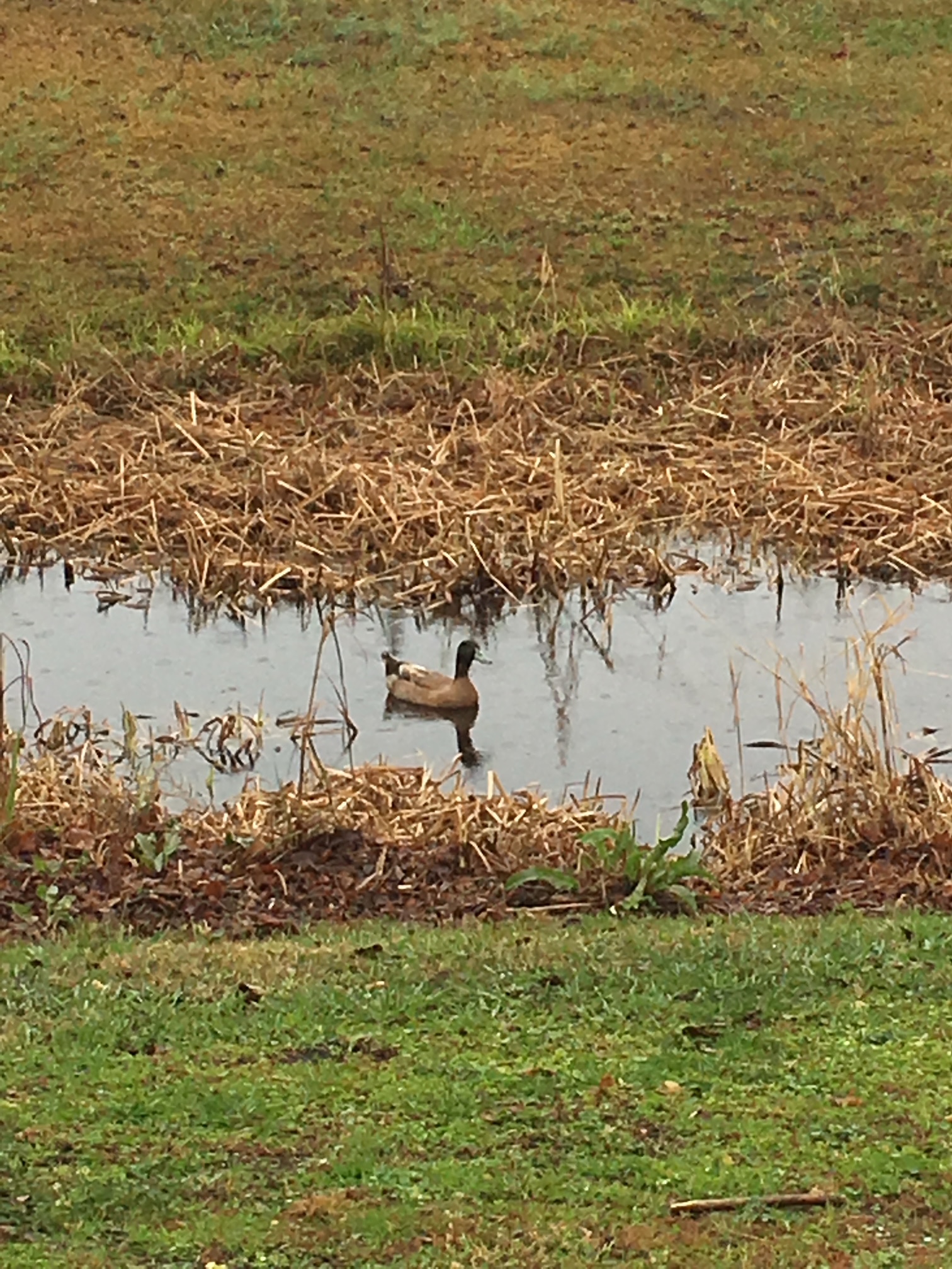 Duck in water