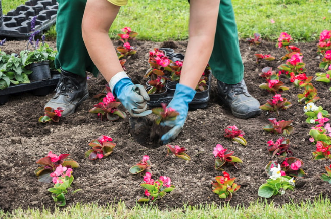 Planting flowers