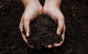 Hands holding soil