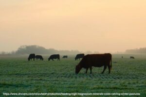 cows grazing